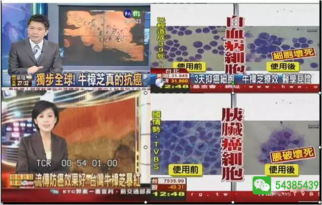央视报道台湾牛樟芝-有仙丹之称的抗癌解酒神器,这位明星都在用。更是老板们青睐的送礼尚品。