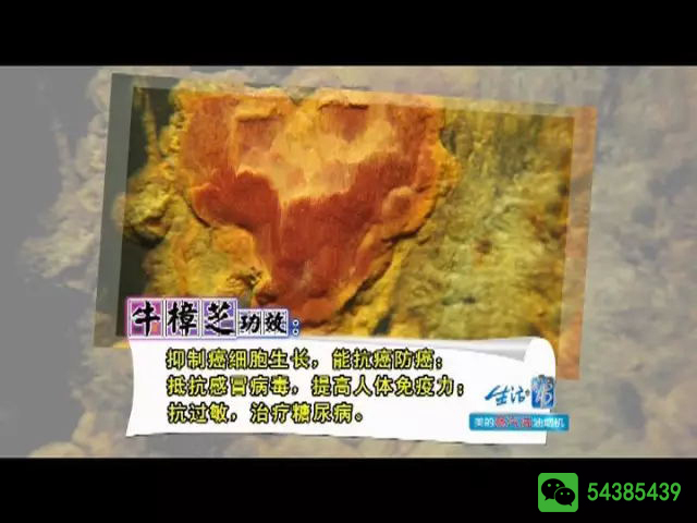 央视报道台湾牛樟芝-有仙丹之称的抗癌解酒神器,这位明星都在用。更是老板们青睐的送礼尚品。